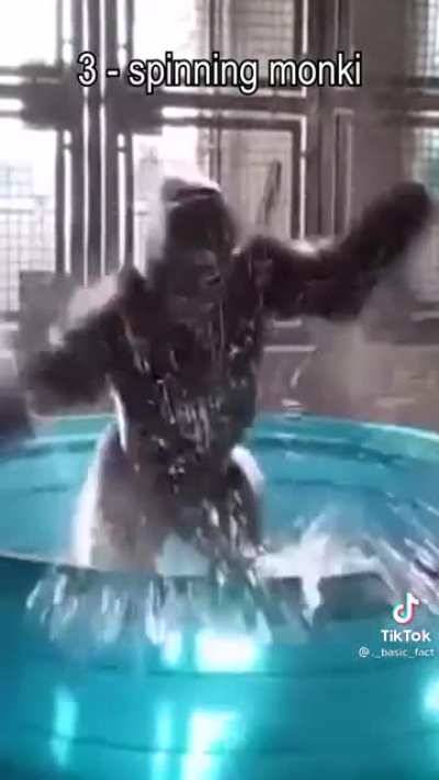 Top 10 monke video