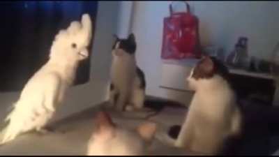 Bird goes crazy