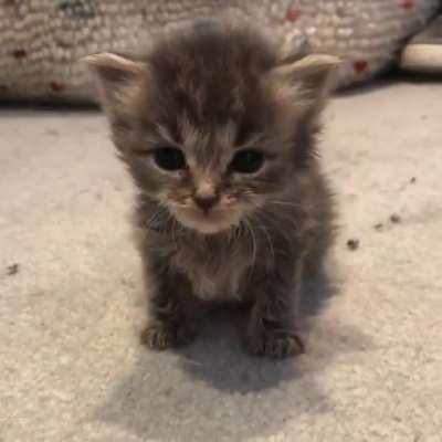 ❤️❤❤️ Feed Me!!! [Loud Meow!] ❤️❤❤️