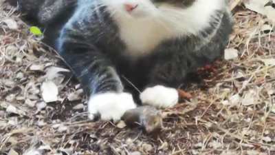 Farm cat plays with his food