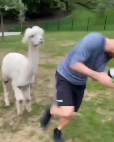 That llama knew he was trolling