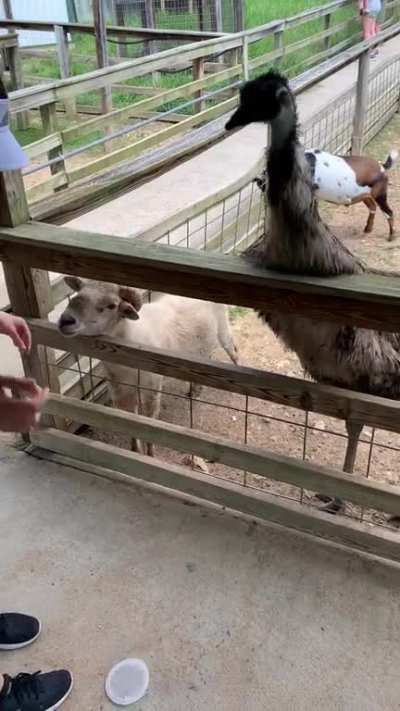 That’s a funny looking goat