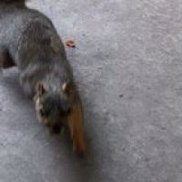 Giving a wild squirrel a peanut.
