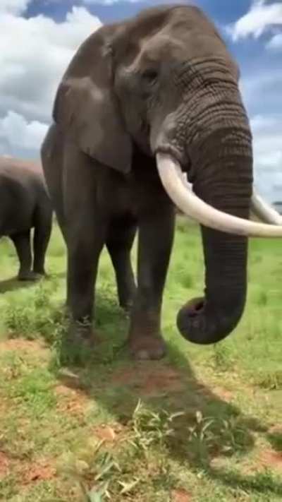 Hats off to this elephant