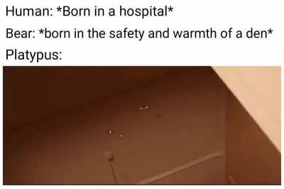 its a joke about their eggs