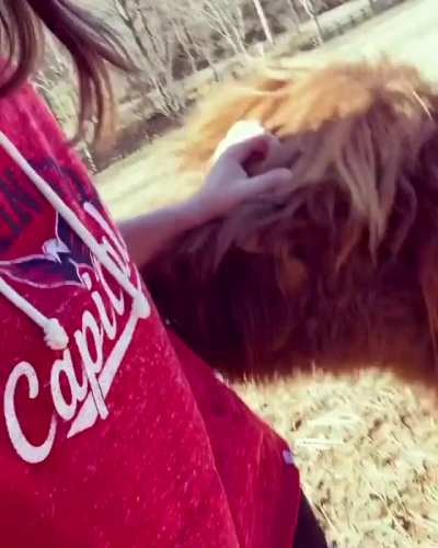 Just a big puppy
