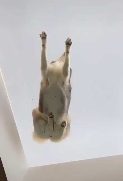 ele não tem medo chat