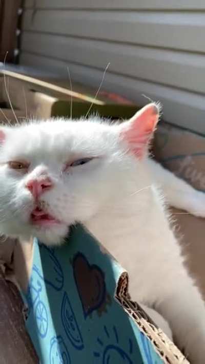 Who got into the catnip? Was it you?