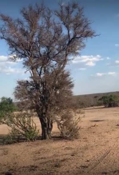 poor monkey screwed up