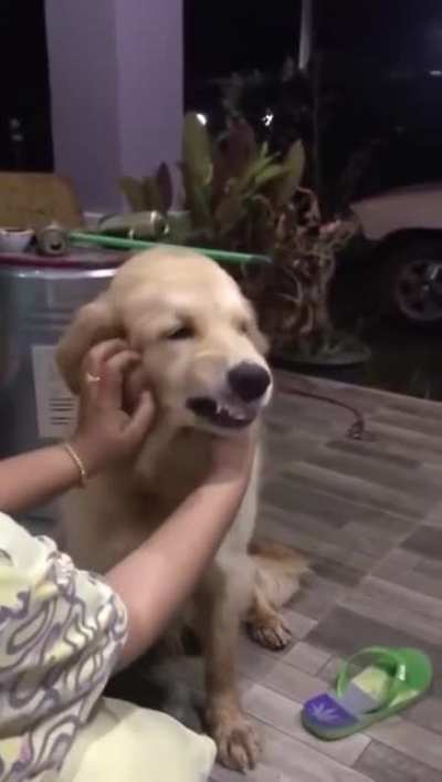 Golden Derp