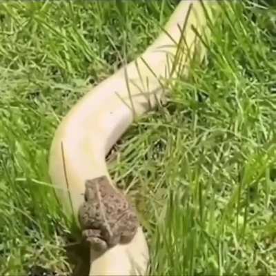 Nature's train