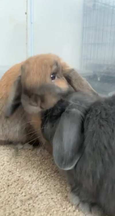 Lick Lick
