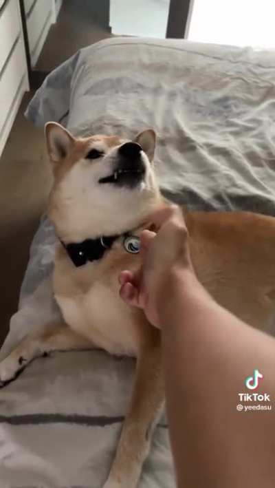 Dog gets shot