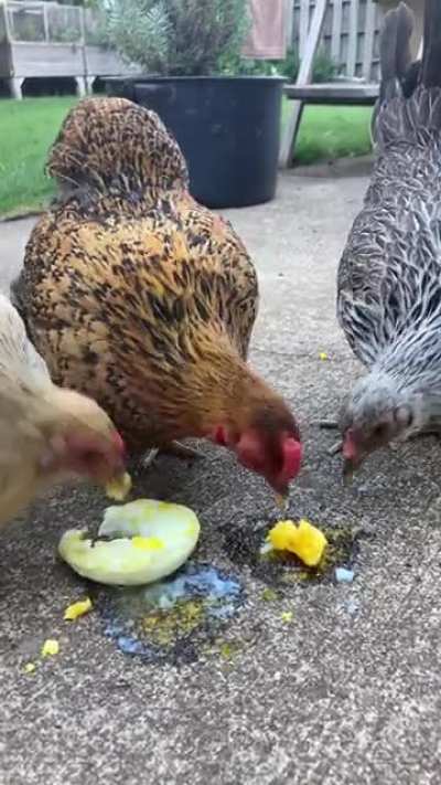 We love egg.
