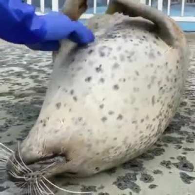 Abracinho de foca