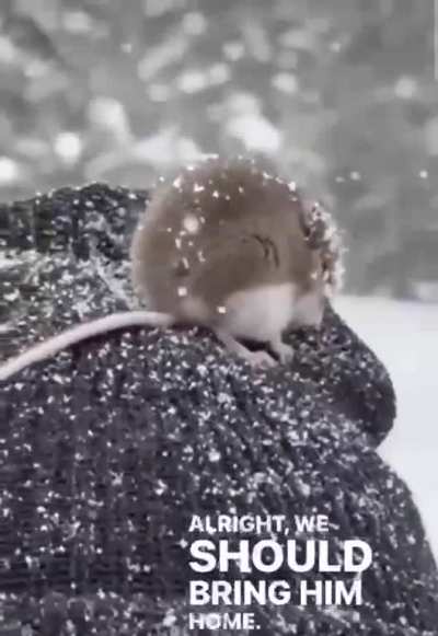 Lil chilly buddy