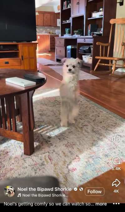Playful puppy