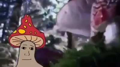 Shroomborea