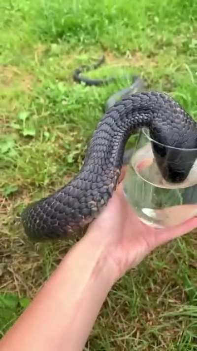 Black Mamba drinking water from glass
