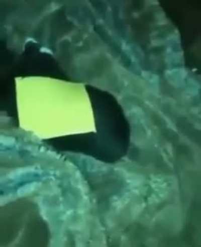 why he trhow cheese on cat? he does stupid? kinda tarded i think🤔
