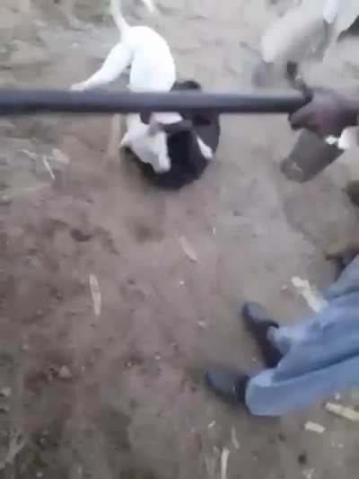 Dog fight
