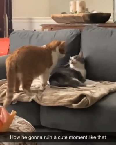 Cats are weird.
