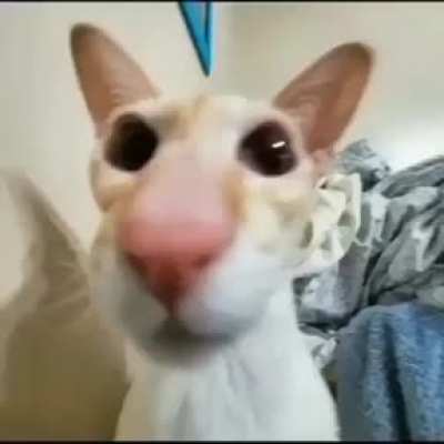 QUE PASA OE