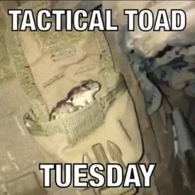ToadTime