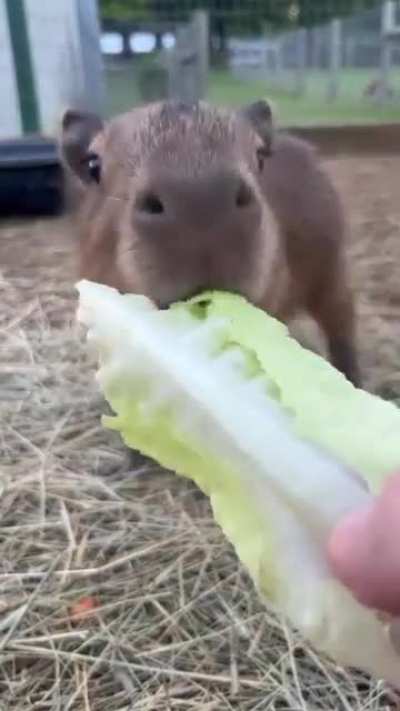 babybara