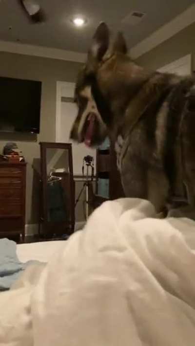 Makin da bed