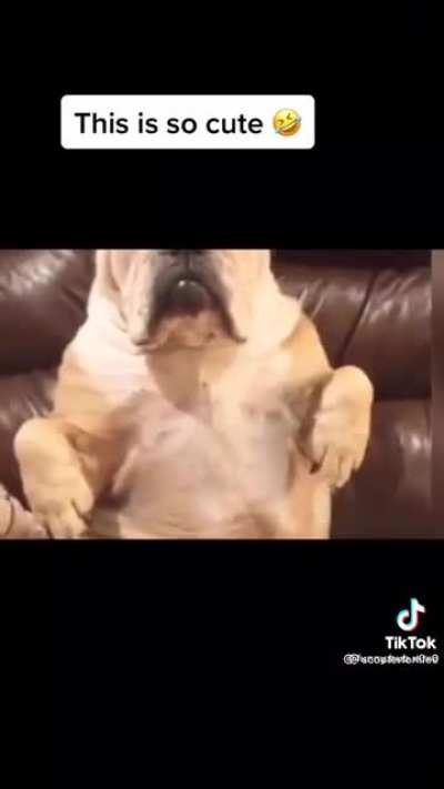 Who can help this dog he has some issues😂😂