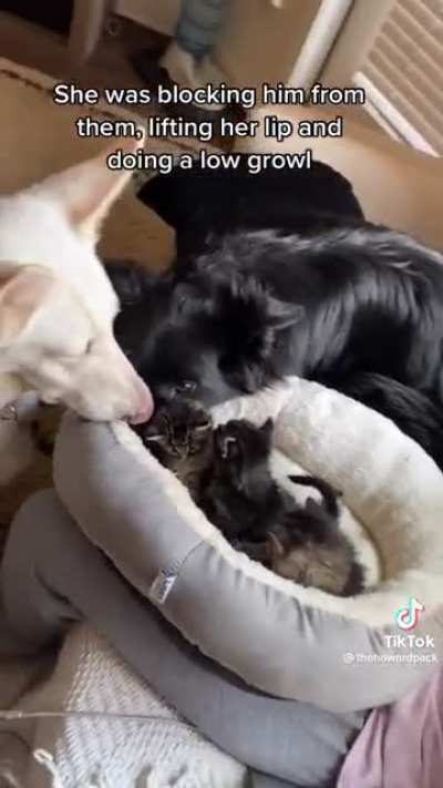 Protecting her kittens