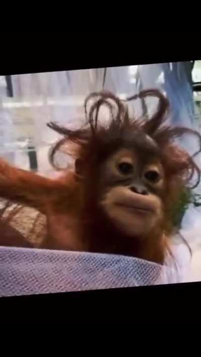 Happy MONKE