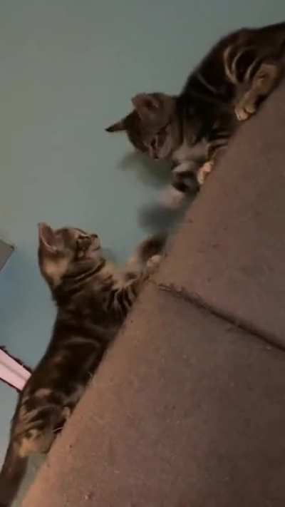 Rapid kitten slaps