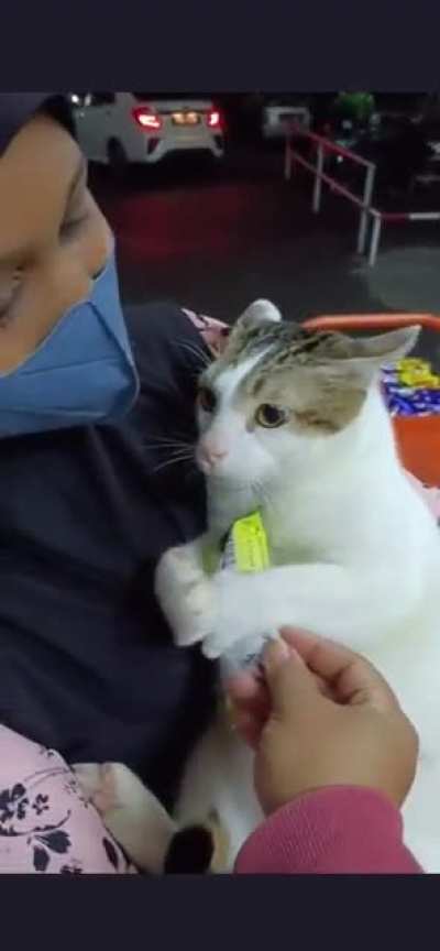 Chonky cat wants snack and won’t letgo