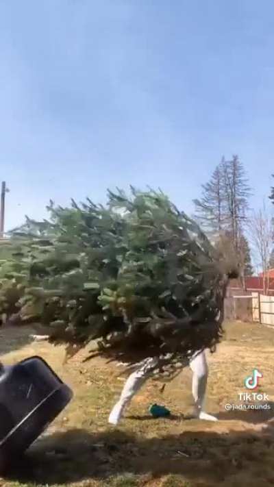 I haven’t been able to forget the tree since I first saw this...