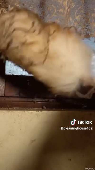 Cleaning another house