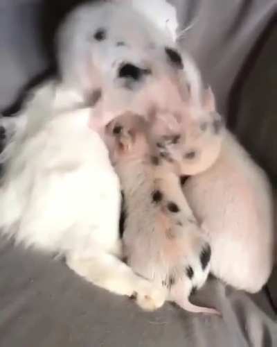 Все любят Котиков