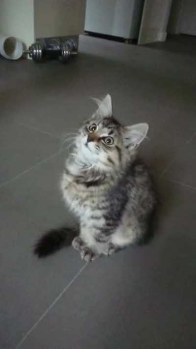 Kitten screams by Sushi