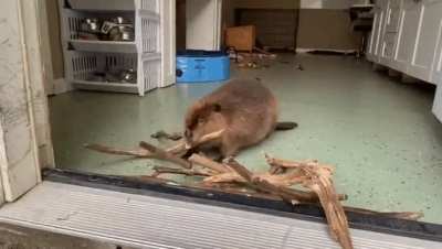 Beaver in physical rehab maintaining its dam building skills