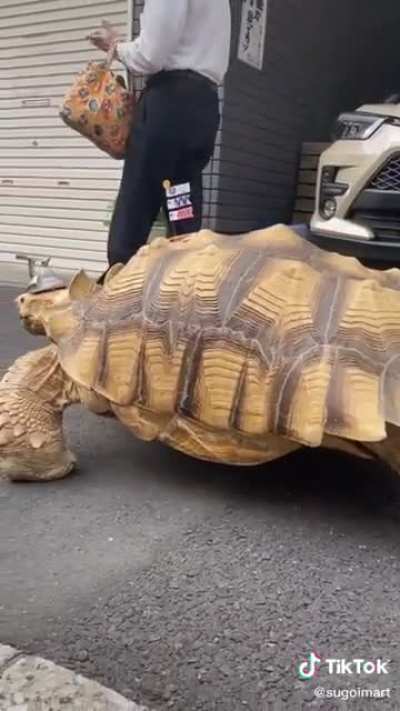 Man taking a walk with his Giant African Tortoise