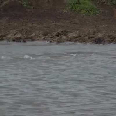 Cheetah is ambushed while drinking