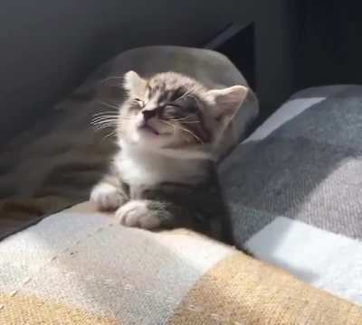 That sleepy head kitten is a mood