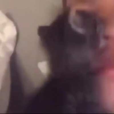 kitten attacc