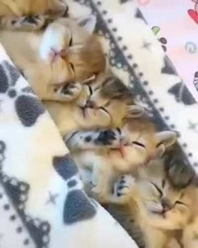 So Cute Baby Cats
