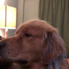 He is very happy when someone touches his head 🐶