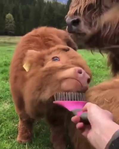 Fluffy Cow ❤️