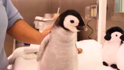 So fluffy! So chirpy!