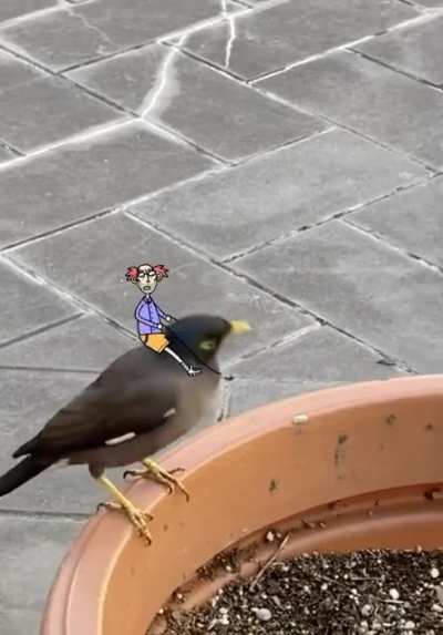 My mate Boris has a new bird