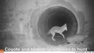 🔥 Coyotes And Badgers go hunting together, one of the few examples of Symbiosis between Carnivores.